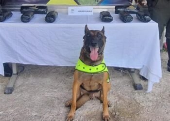 ’Rex’ olfateó cargamento de estupefacientes que había sido enviada en una encomienda