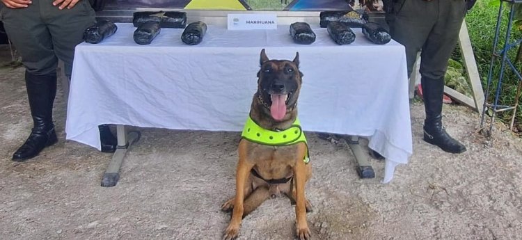 ’Rex’ olfateó cargamento de estupefacientes que había sido enviada en una encomienda