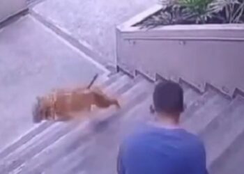 Autoridades verificaron el estado de salud de canino lanzado por unas escaleras