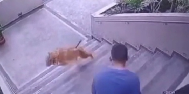 Autoridades verificaron el estado de salud de canino lanzado por unas escaleras