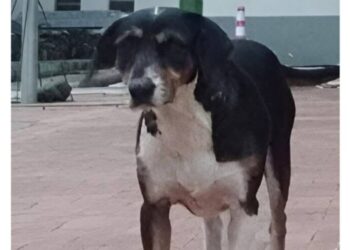 Fiscalía imputó cargos a sujeto que mató a perrita a machetazos en Anzoátegui