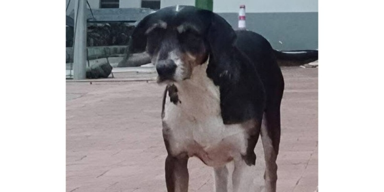 Fiscalía imputó cargos a sujeto que mató a perrita a machetazos en Anzoátegui