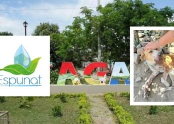 Escándalo en Natagaima: camioneta institucional atropelló a una perrita y se marchó sin prestar auxilio