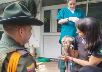 Policía Ambiental recuperaron animales silvestres  