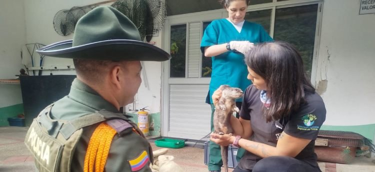 Policía Ambiental recuperaron animales silvestres  