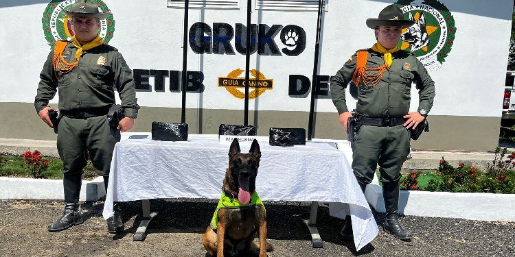 Policía Nacional incautó marihuana oculta en una caja cartón en una empresa de encomiendas