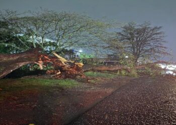 Emergencias por lluvias y caída de árboles en Ibagué