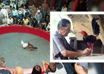 Galleros tolimenses se declaran en banca rota tras medidas del Gobierno Nacional