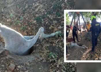 Emergencia en Chaparral, tras caída de caballo en una alcantarilla