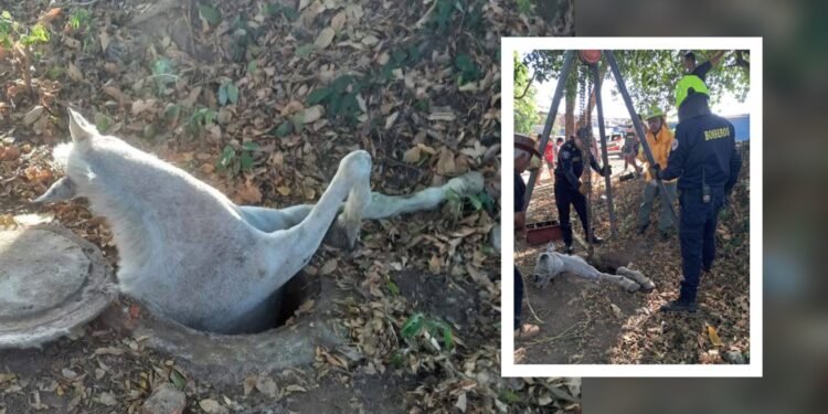 Emergencia en Chaparral, tras caída de caballo en una alcantarilla