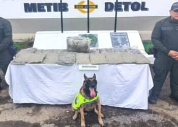  Canino ‘Rex’ olfateó encomienda de marihuana 
