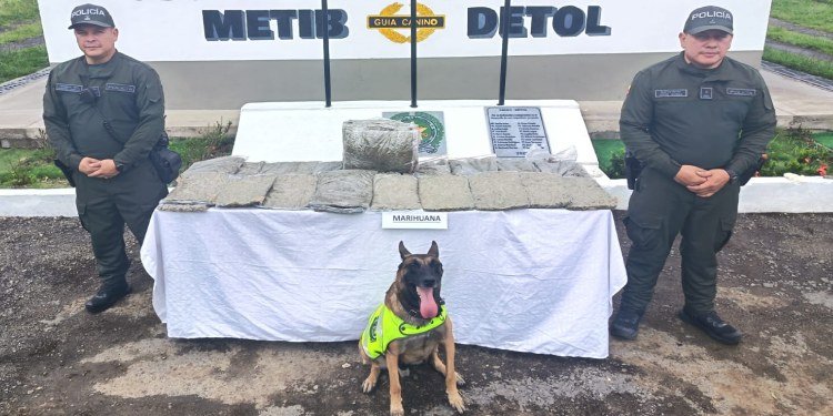 Canino ‘Rex’ olfateó encomienda de marihuana
