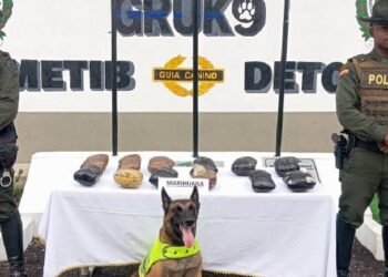 Canino ‘Rex’ olfateó encomienda de marihuana 