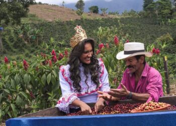 Tolima celebra su café con cifras históricas y mirada global en el Día Internacional del Café