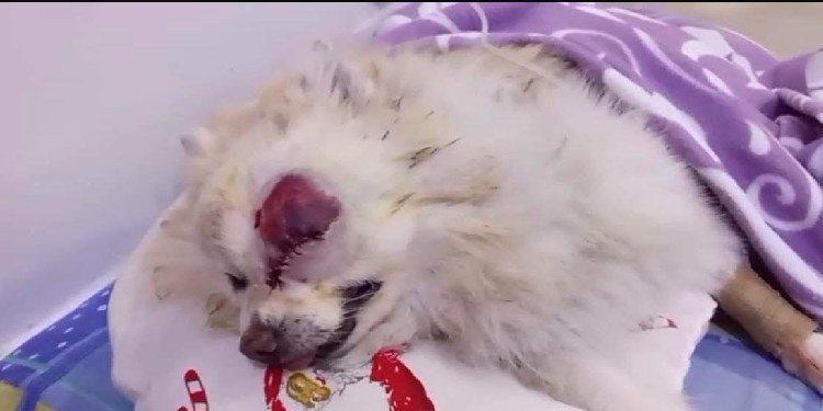 Rey Boo un perrito pomerania perdió un ojo por ataque de un canino Husky en el barrio Jordán 