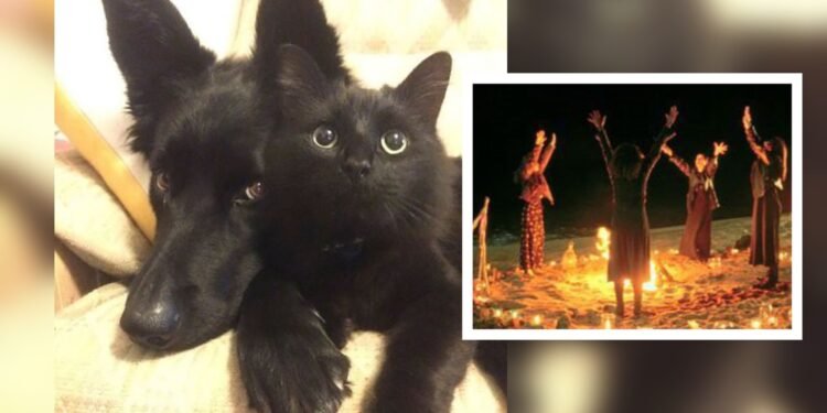 “En octubre no entregamos ni gatos ni perros negros en adopción” señala grupo animalista de Ibagué