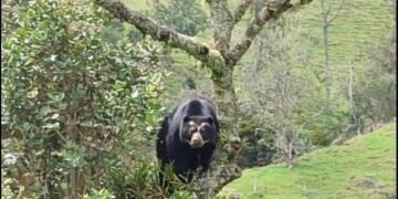 Comunidades rurales en Roncesvalles alertan presencia de oso de anteojos en la zona