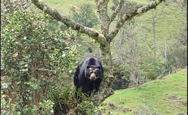 Comunidades rurales en Roncesvalles alertan presencia de oso de anteojos en la zona