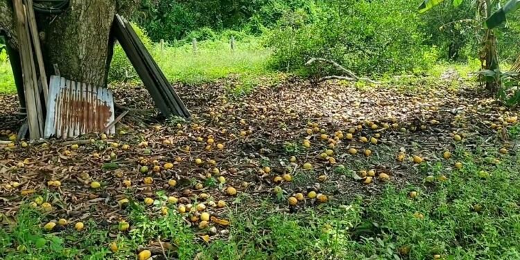 Se está perdiendo la cosecha de mango en el Guamo, Tolima