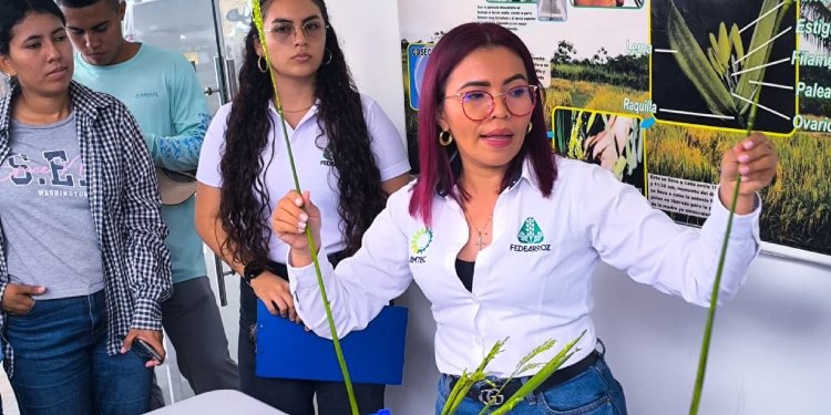 Ibagué vivirá la primera edición del Departamental del Arroz en el parque Murillo Toro