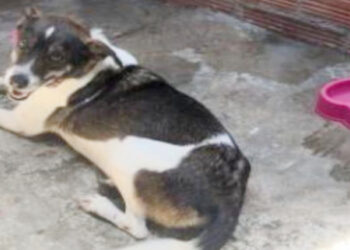 Condenado hombre que golpeó con un palo a ‘Juana de Arco’, una canina criolla en Ibagué