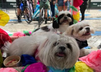 A celebrar una Navidad sin pólvora para proteger también a los animales