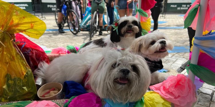 A celebrar una Navidad sin pólvora para proteger también a los animales