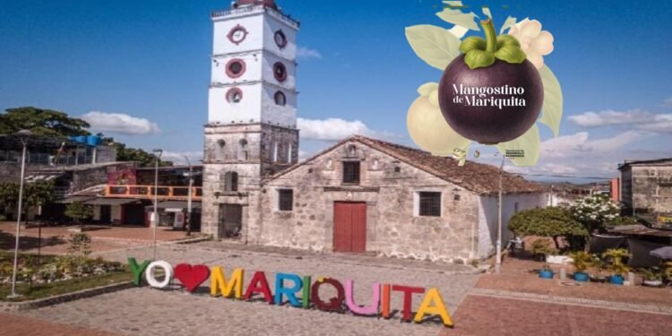 Histórico: mangostino de Mariquita recibe denominación de origen y conquista sello mundial de calidad
