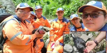 Voluntarios de la Defensa Civil rescataron a gallo de pelea que estaba herido