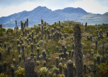 Con acciones de control, vigilancia y educación ambiental, Cortolima refuerza la protección de los páramos en el Tolima