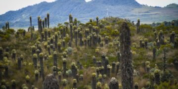 Con acciones de control, vigilancia y educación ambiental, Cortolima refuerza la protección de los páramos en el Tolima