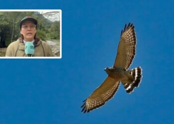 Administración Municipal intensifica campañas para proteger águilas migratorias en Ibagué