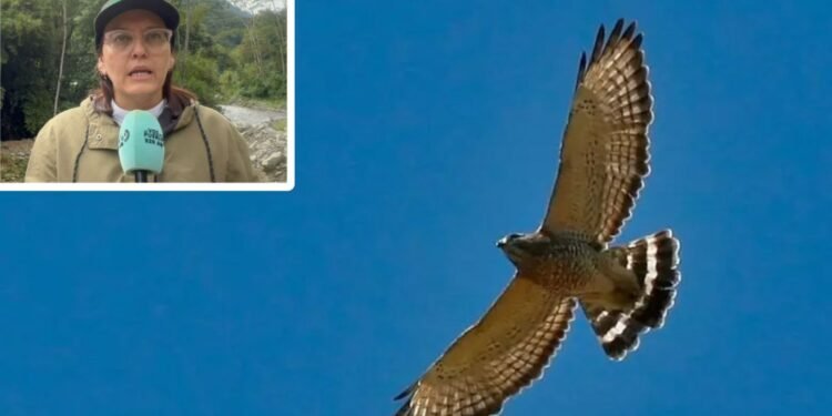 Administración Municipal intensifica campañas para proteger águilas migratorias en Ibagué