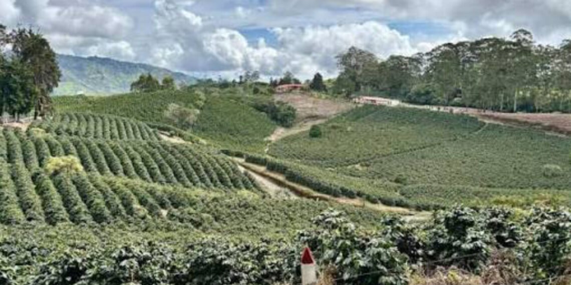 Macabro hallazgo en cafetal de Fresno