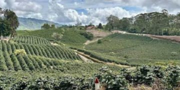 Macabro hallazgo en cafetal de Fresno