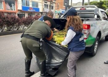 Cortolima decomisa 2.700 ramos de palma ilegal en operativos de Semana Santa en el Tolima