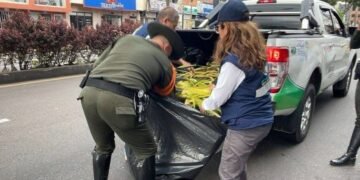 Cortolima decomisa 2.700 ramos de palma ilegal en operativos de Semana Santa en el Tolima