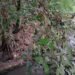 En el Concejo de Ibagué se darán a conocer los avances en el cuidado del río Opia