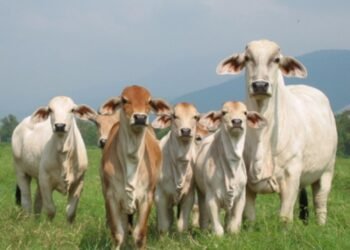 Comité de Ganaderos del Tolima piden al Gobierno Petro frenar prohibición de exportaciones de carne