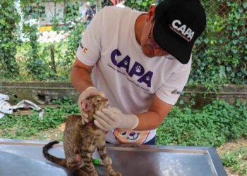 CAPA realiza jornadas de esterilización y atención a animales en Ibagué