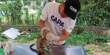CAPA realiza jornadas de esterilización y atención a animales en Ibagué