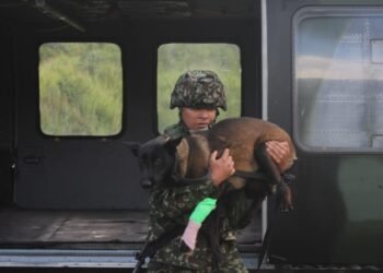 ¡Drama en el sur del Tolima! “Candy” cae tras ataque de serpiente en plena operación militar