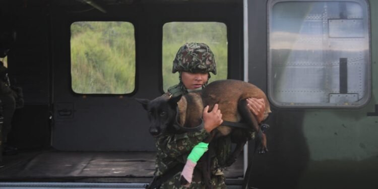 ¡Drama en el sur del Tolima! “Candy” cae tras ataque de serpiente en plena operación militar