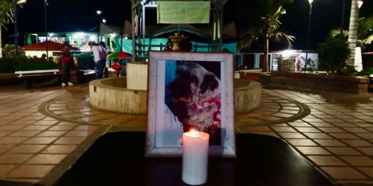 Roncesvalles dice ¡NO al maltrato animal! Alcaldía exige justicia por repudiable caso