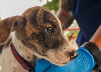 Jornada de adopción busca darle un nuevo hogar a perros y gatos en Ibagué