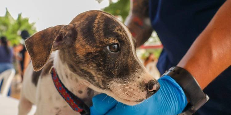 Jornada de adopción busca darle un nuevo hogar a perros y gatos en Ibagué