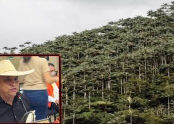 Concejo de Ibagué aprobó creación del Festival de la Palma de Cera en Toche