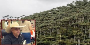 Concejo de Ibagué aprobó creación del Festival de la Palma de Cera en Toche