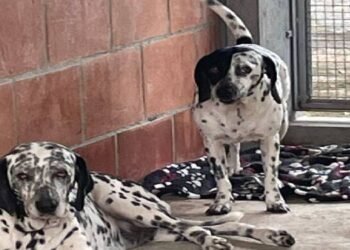 Perritos que fueron hallados colgados en un árbol en Ibagué son atendidos por el CAPA 