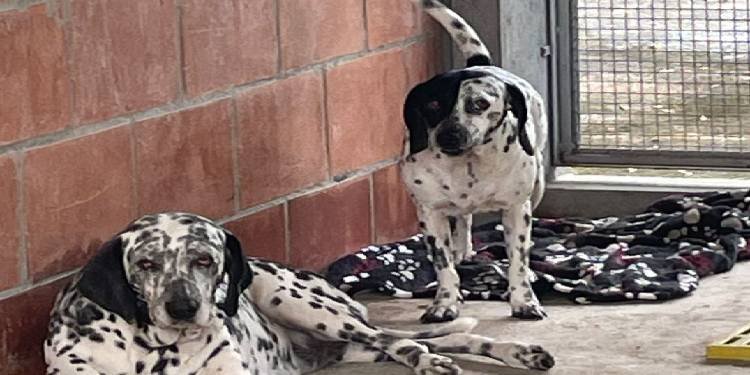 Perritos que fueron hallados colgados en un árbol en Ibagué son atendidos por el CAPA 